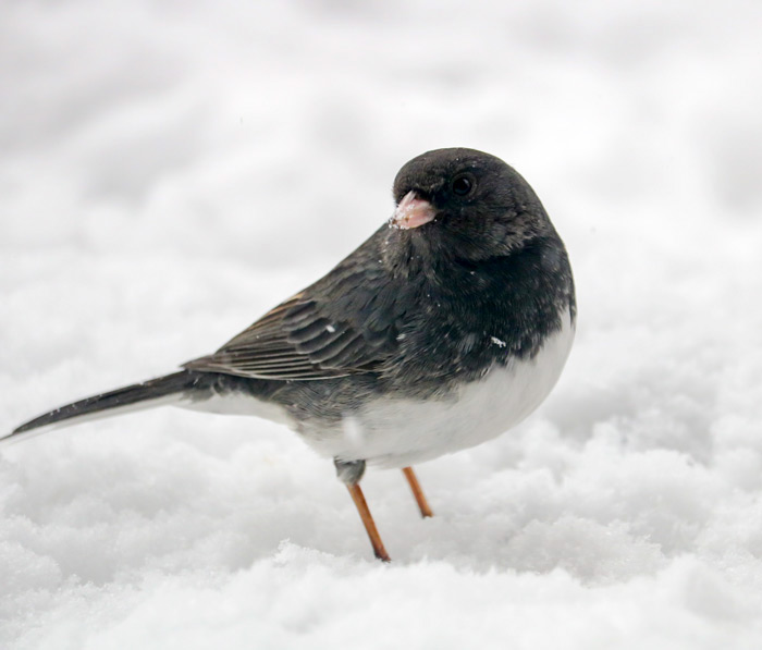 A Dark Eyed Junco In The Snow