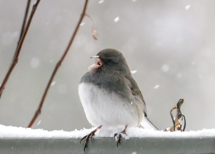 A Dark Eyed Junco Perched In The Snow