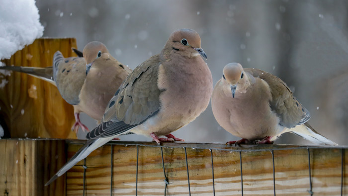 Mourning Doves Perched On A Fence In The Snow