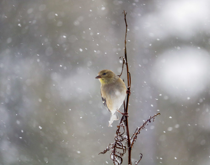 A Perched American Goldfinch
