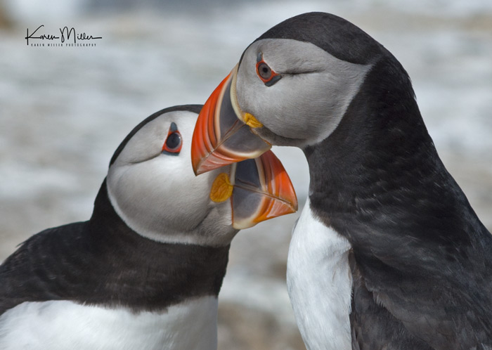 Two Puffin Birds