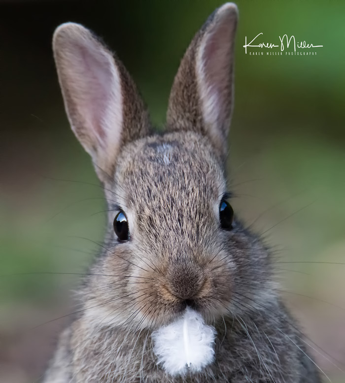 Rabbit With White Feather In Its Mouth