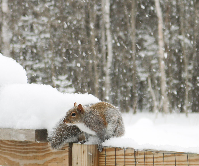Side View Of An Eastern Gray Squirrel Sciurus Carolinensis In The Snow 