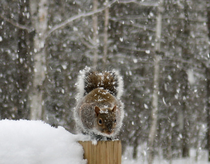 An Eastern Gray Squirrel Sciurus Carolinensis Covered In Snow