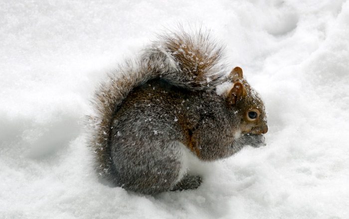An Eastern Gray Squirrel Sciurus Carolinensis Eating Fallen Bird Food On The Ground Covered In Snow