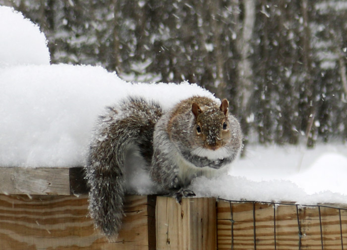 An Eastern Gray Squirrel Sciurus Carolinensis Facing Forward Sitting On A Wooden Fence