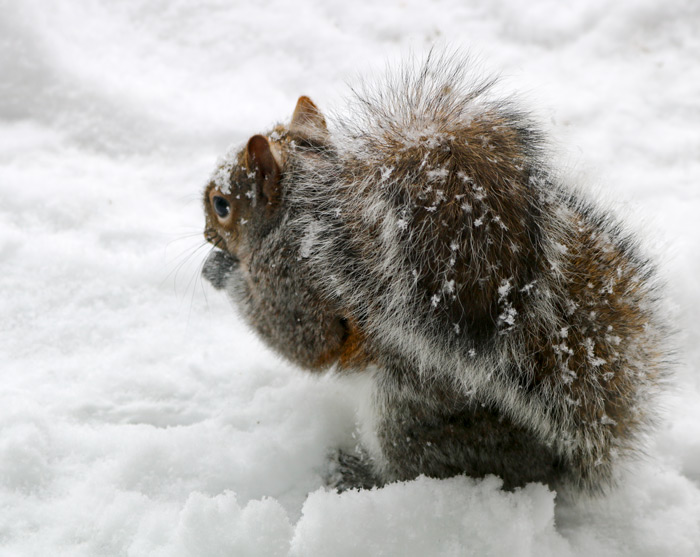 An Eastern Gray Squirrel Sciurus Carolinensis Sitting In The Snow