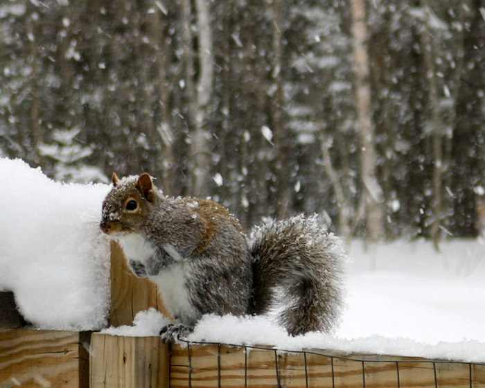 An Eastern Gay Squirrel Sciurus Carolinensis Sitting On A Fence In The Snow During The Winter