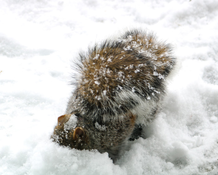 Eastern Gray Squirrel Sciurus Carolinensis Searching For Food In The Snow