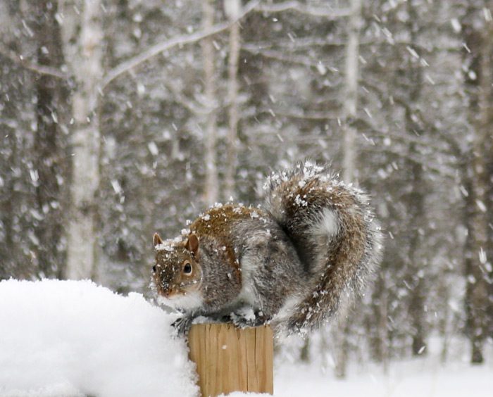 An Eastern Gray Squirrel Perched On A Wooden Fence Post During A Snowstorm