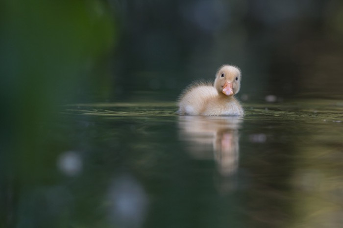 A Baby Duck
