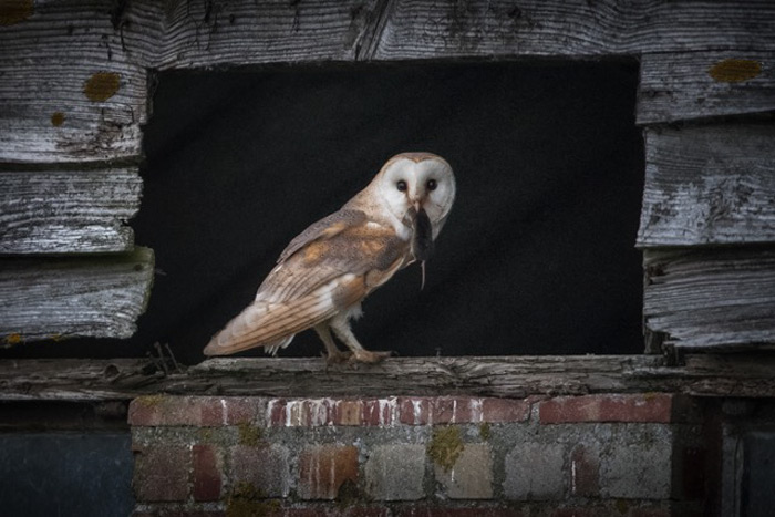 Barn Owl With Rodent In Its Mouth