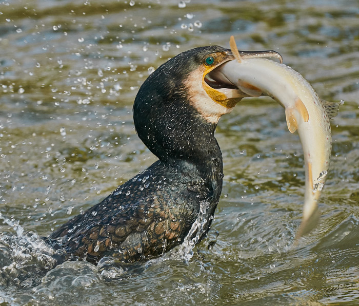 Bird With Fish In Its Mouth