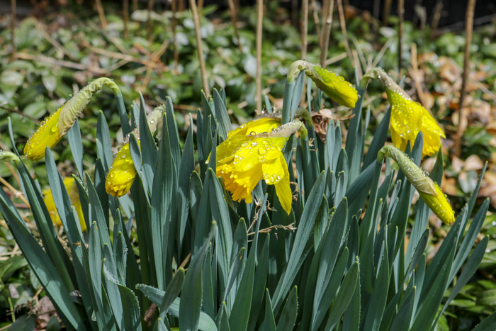 Blooming Daffodils In The Garden
