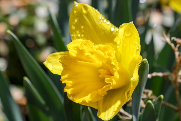 A Side View Of A Daffodil Narcissus