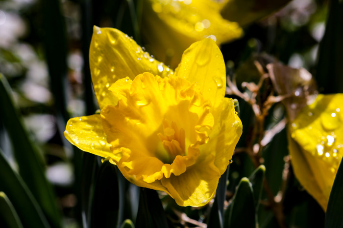 Facing Forward Daffodil Narcissus