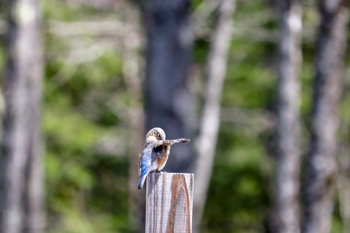 Female Eastern Bluebird With A Wing Up