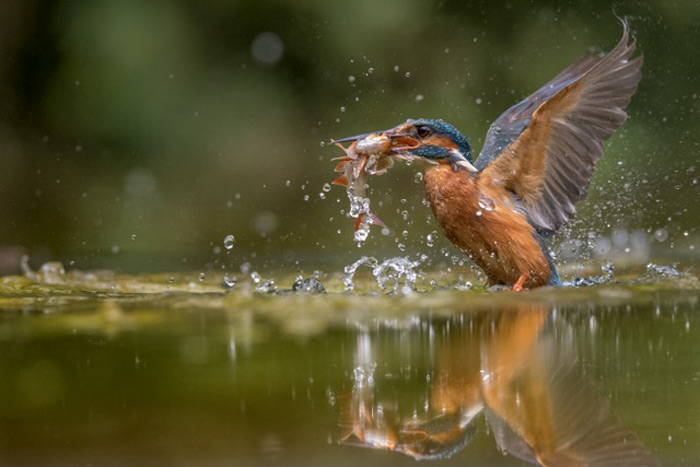 A Kingfisher Catching A Fish