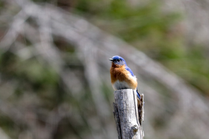 Male Eastern Bluebird Facing Forward