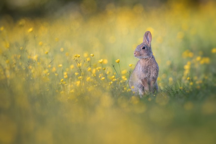 Meadow Land Rabbit