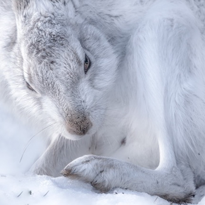 A Close Cropped Shot Of a Mountain Hare