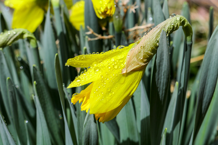 An Opening Daffodil Narcissus