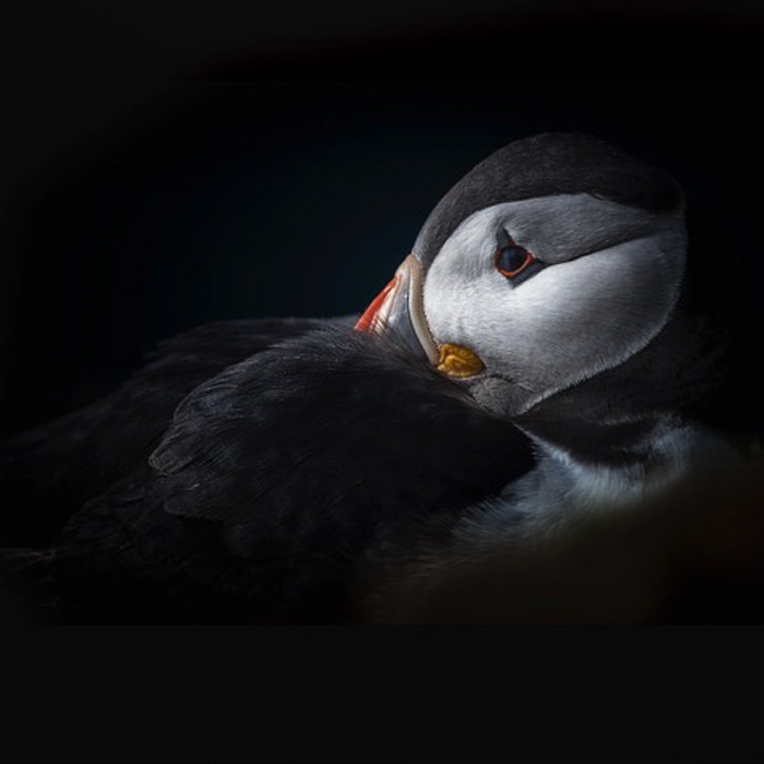 A Puffin Against A Black Background