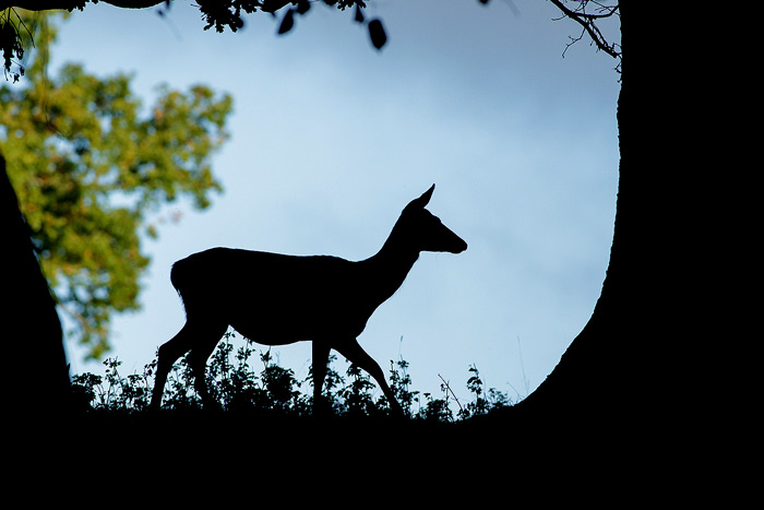 Silhouette Of A Red Deer