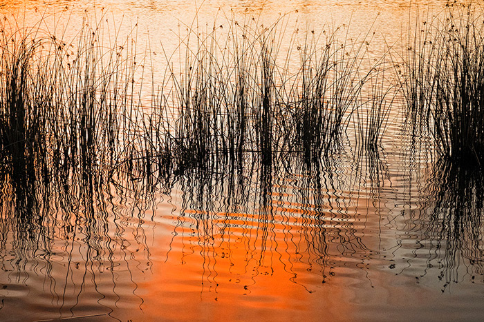 Water Reeds At Sunset