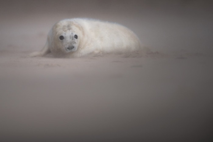 A Young Seal Pup In The Sand