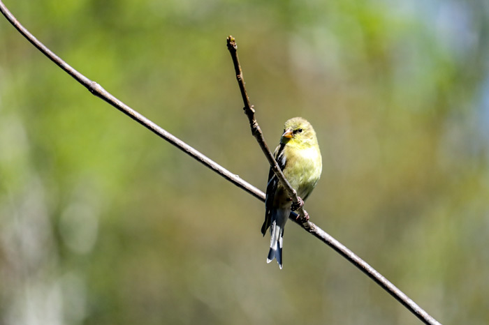 An American Goldfinch Perched On A Branch