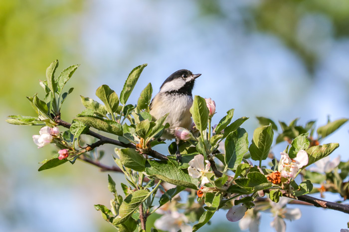 Black Capped Chickadee Sitting In An Apple Tree