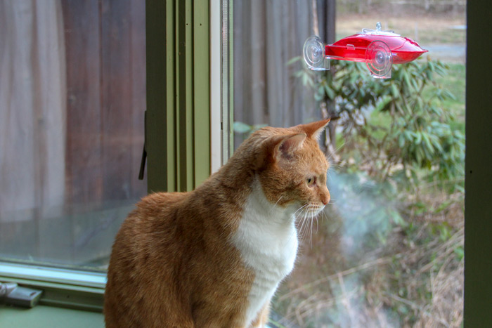 Cat Watching Hummingbird Feeder