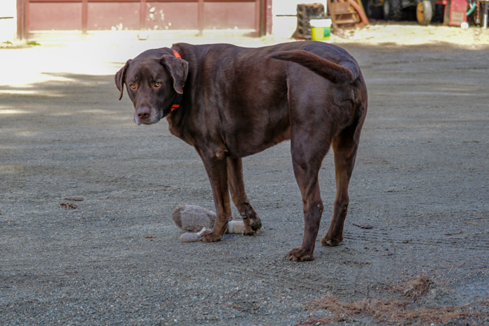 Chocolate Lab With Toy