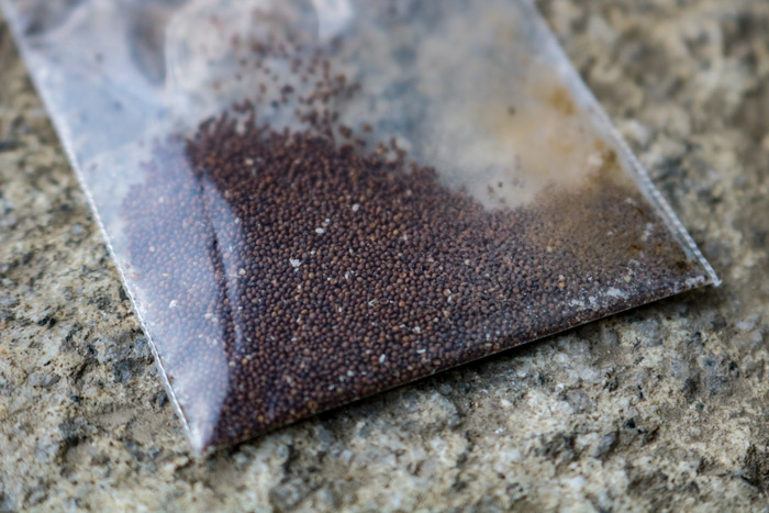 Clear Bag Of Creeping Thyme Seeds