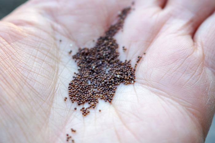 Hand Holding Creeping Thyme Seeds