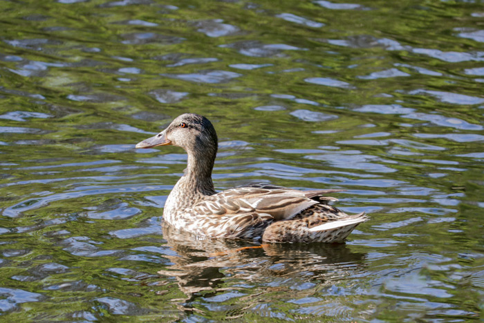  A Female Mallard Duck