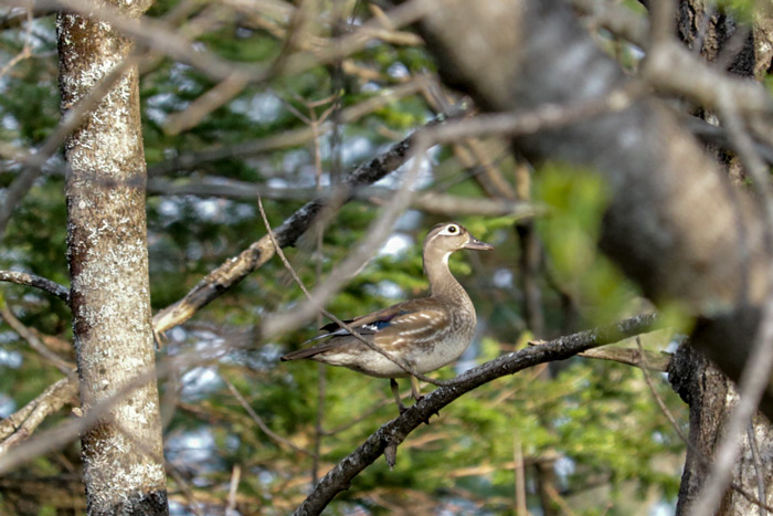 A Perched Female Wood Duck