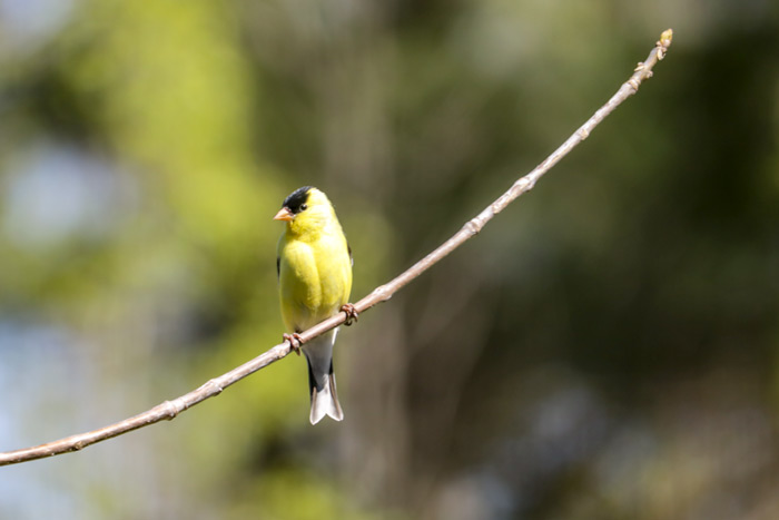 A Male American Goldfinch