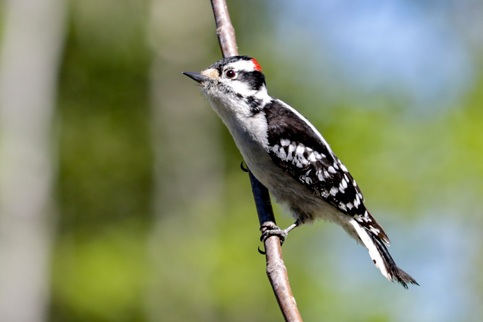A Male Downy Woodpecker