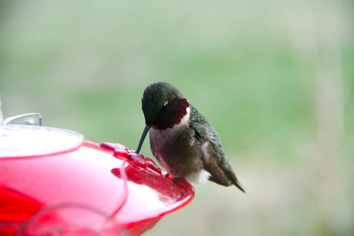 A Male Ruby Throated Hummingbird