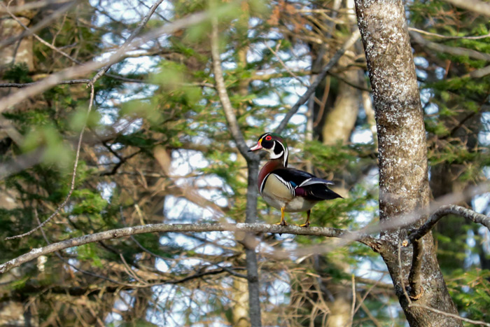 A Male Wood Duck Perched In A Tree