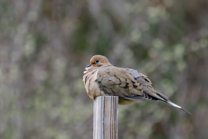 A Mourning Dove Perched On A Wooden Post