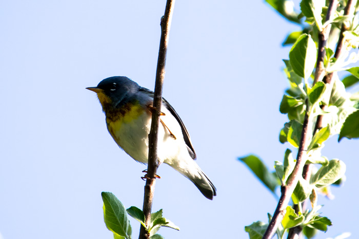 A Northern Parula perched In An Apple Tree