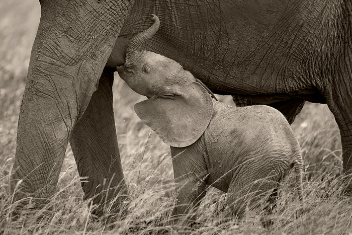 Nursing Elephant Calf