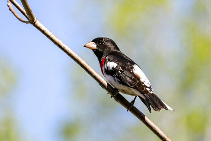 A Young Male Rose Breasted Grosbeak Perched On A Branch