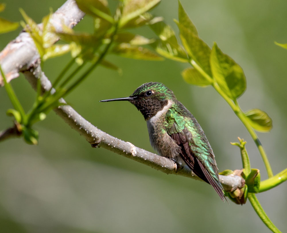 Perching Ruby Throat Hummingbird