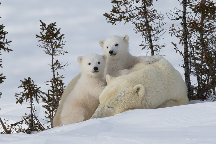 Polar Bear Cubs On Mom