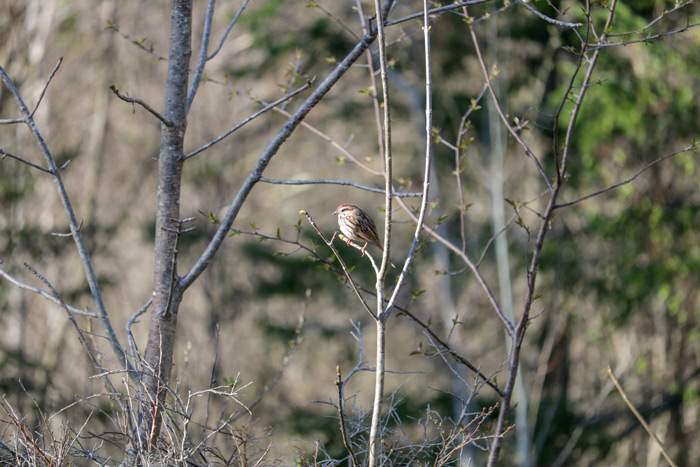 A Song Sparrow