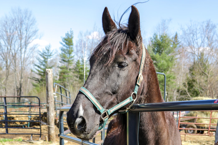 A Draft Horse at an Equine Rescue in Western Maine